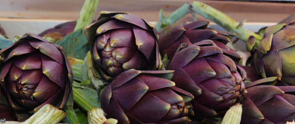 Artischocke abgebildetet 3 Stück