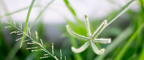 Gänsefingerkraut Wirkung