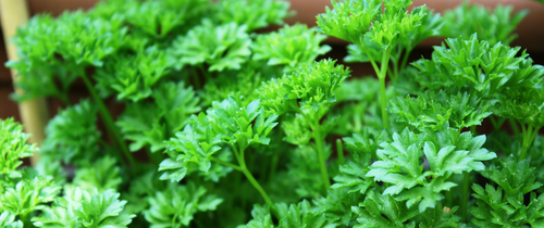 Petersilie Wirkung