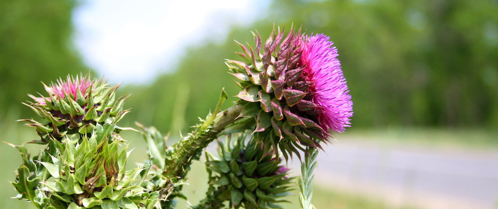 Silymarin Pflanze abgebildet