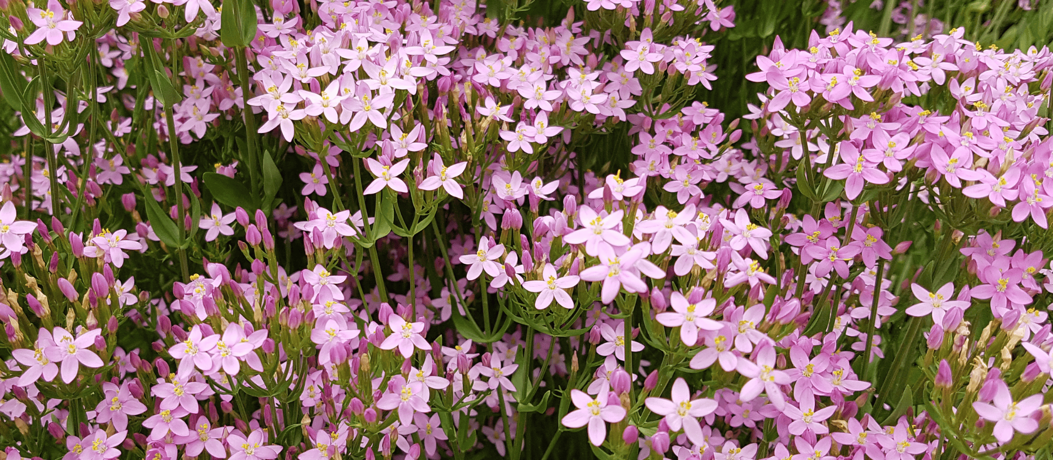 Tausendgüldenkraut Strauß