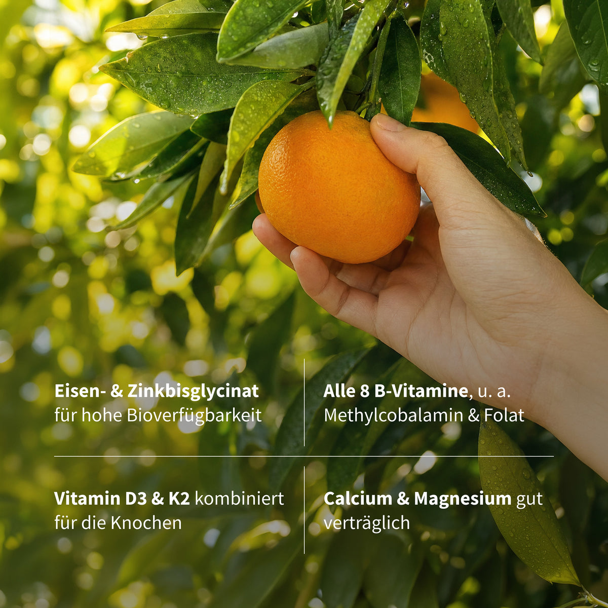 Multivitamin Komplex